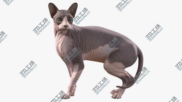 images/goods_img/20210312/3D Sphynx Cat with Heterochromia Rigged/1.jpg